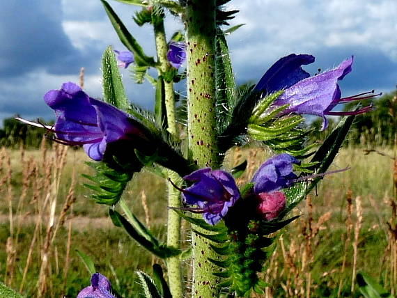 hadinec obyčajný Echium vulgare L.