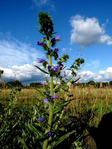 hadinec obyčajný Echium vulgare L.