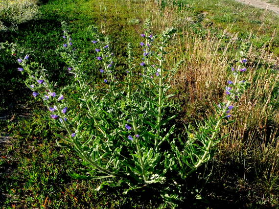 hadinec obyčajný Echium vulgare L.