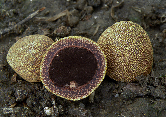 srnka ježatá Elaphomyces muricatus Fr.