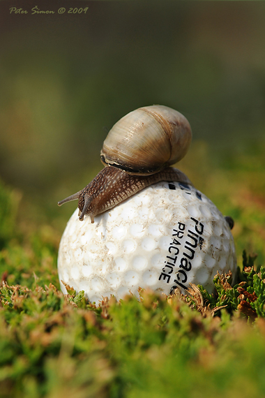 slimouš Helix pomatia