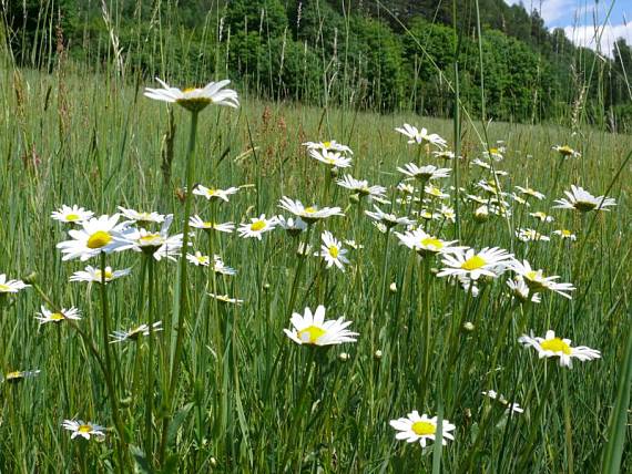 kopretina bílá - margaréta biela Leucanthemum vulgare  Lam.