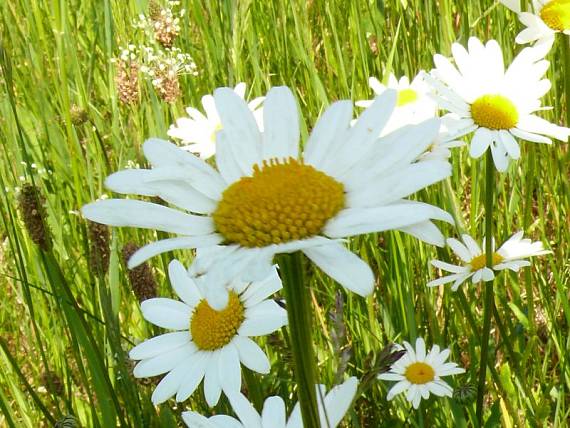 kopretina bílá - margaréta biela Leucanthemum vulgare  Lam.