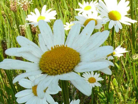 kopretina bílá - margaréta biela Leucanthemum vulgare  Lam.