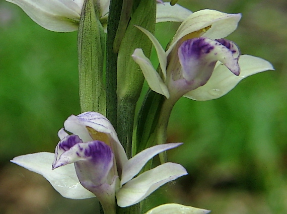 modruška pošvatá Limodorum abortivum (L.) Sw.