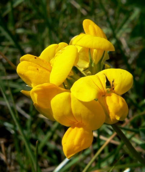 ľadenec rožkatý Lotus corniculatus L.