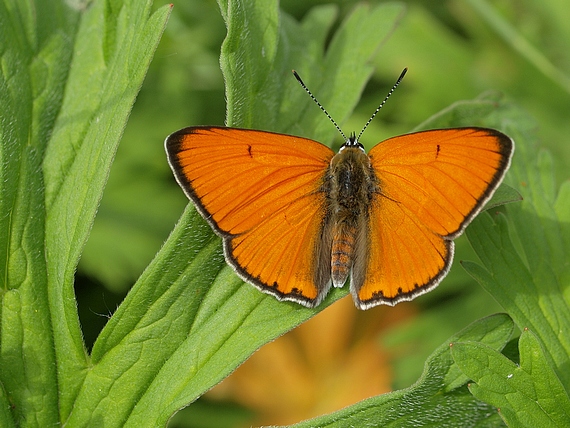 ohniváčik veľký Lycaena dispar