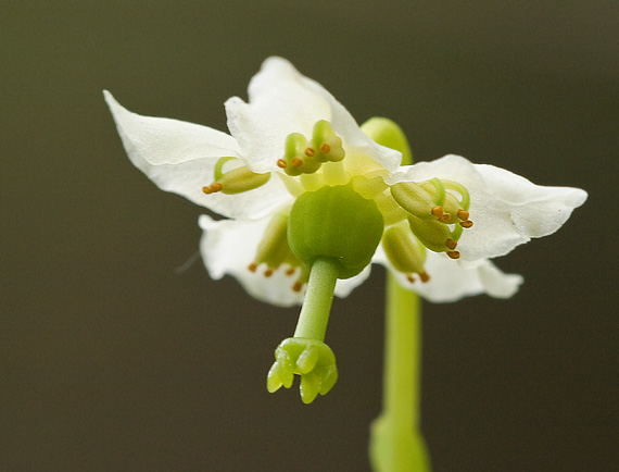 jednokvietok veľkokvetý Moneses uniflora (L.) A. Gray