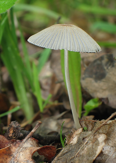 hnojník Parasola sp.