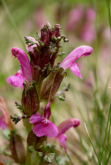 všivec lesní  Pedicularis sylvatica L.