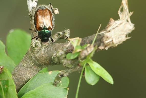 Chrústovec záhradný. Phyllopertha horticola