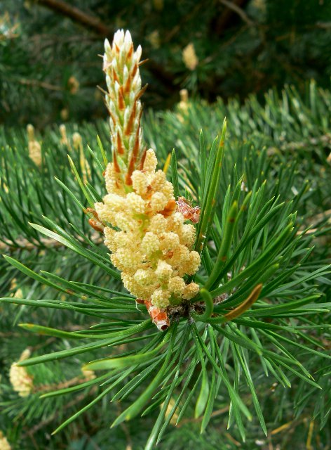 borovica lesná Pinus sylvestris L.