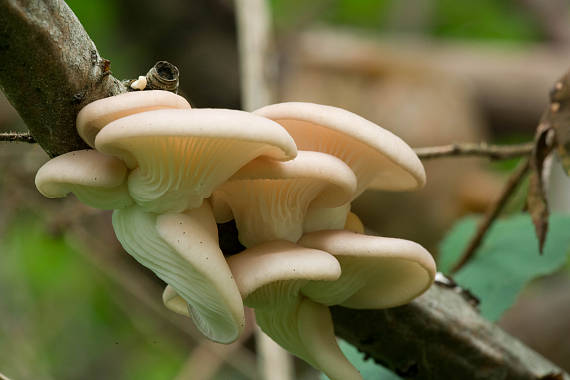 hliva buková Pleurotus pulmonarius (Fr.) Quél.