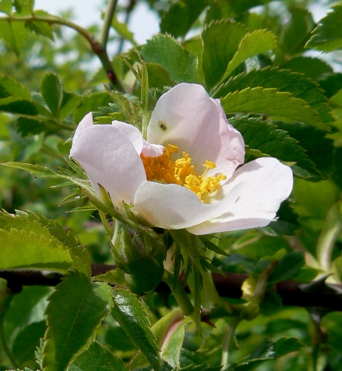 ruža šípová Rosa canina L.