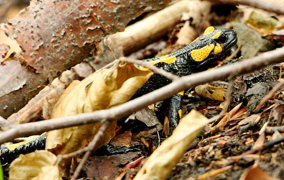 salamandra škvrnitá Salamandra salamandra