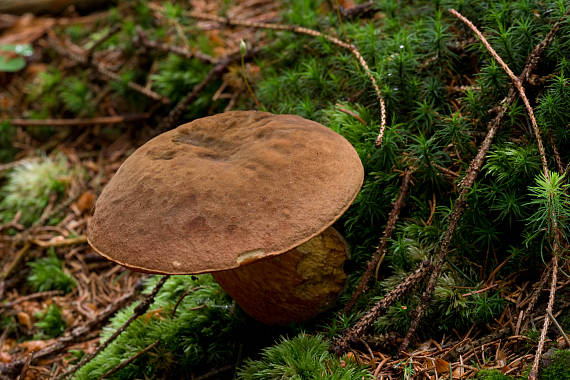 hríb zrnitohlúbikový Sutorius luridiformis (Rostk.) G. Wu & Zhu L. Yang