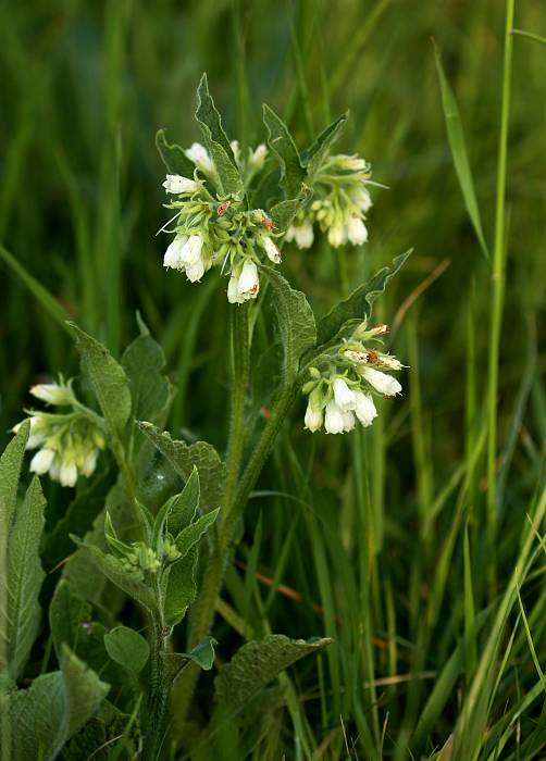 kostihoj lekársky Symphytum officinale L.