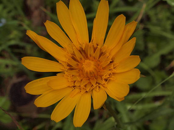 kozobrada východná Tragopogon orientalis L.