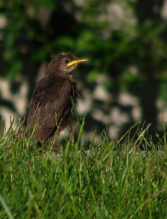 drozd čierny Turdus merula