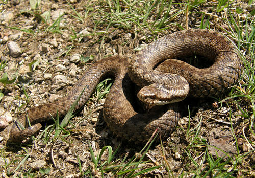 vretenica severná Vipera berus