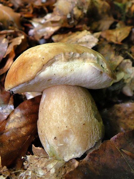 hríb dubový Boletus reticulatus Schaeff.