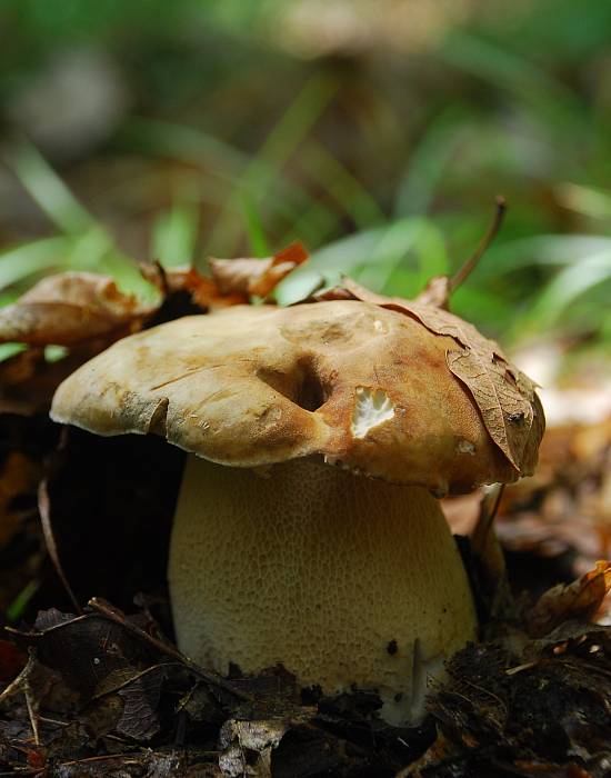 hríb dubový Boletus reticulatus Schaeff.