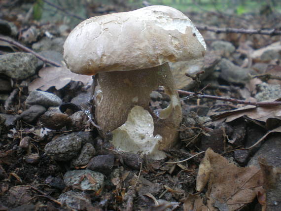 hríb dubový Boletus reticulatus Schaeff.