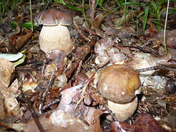 hřib dubový Boletus reticulatus Schaeff.