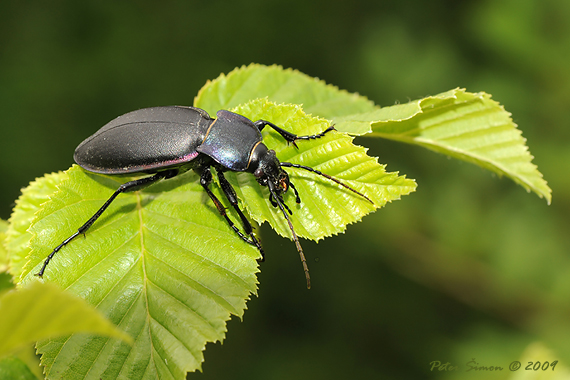 bystruška fialová Carabus violaceus