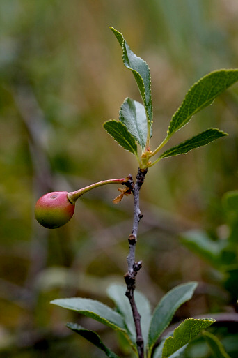 čerešňa krovitá Cerasus fruticosa Pall.