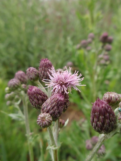 pichliač roľný Cirsium arvense (L.) Scop.