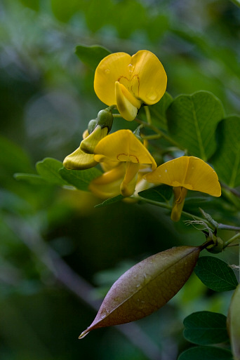 mechúrnik stromovitý Colutea arborescens L.