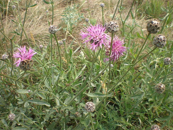 nevädzník hlaváčovitý Colymbada scabiosa  (L.) Holub