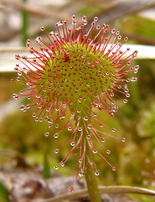 rosička okrúhlolistá Drosera rotundifolia L.