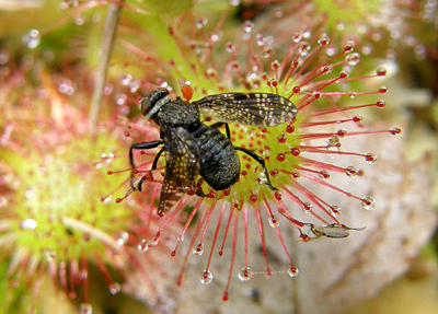 rosička okrúhlolistá Drosera rotundifolia L.