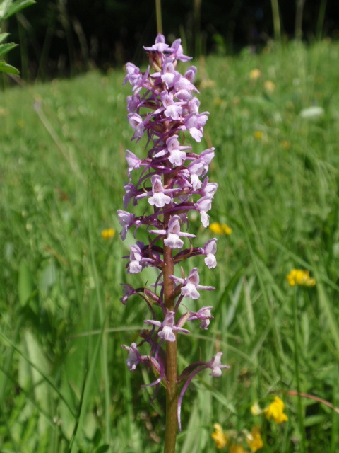 päťprstnica obyčajná Gymnadenia conopsea (L.) R. Br.