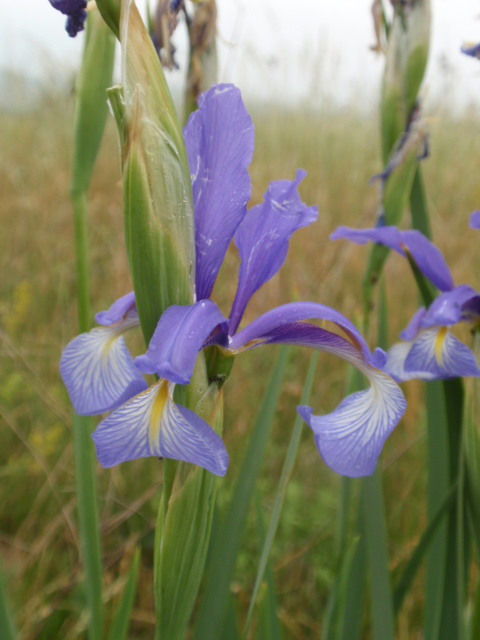 kosatec pochybný Iris spuria L.
