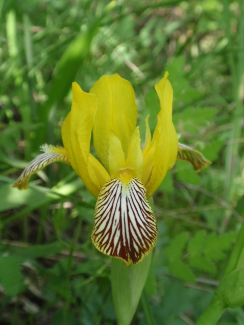 kosatec dvojfarebný Iris variegata L.