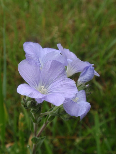 ľan chlpatý Linum hirsutum L.