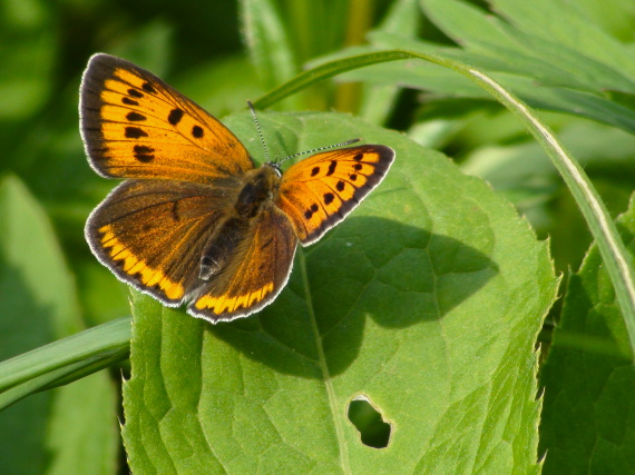 ohniváčik veľký (samica) Lycaena dispar