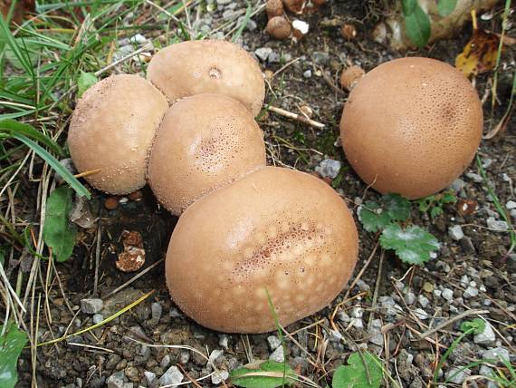 prášnica Lycoperdon sp.