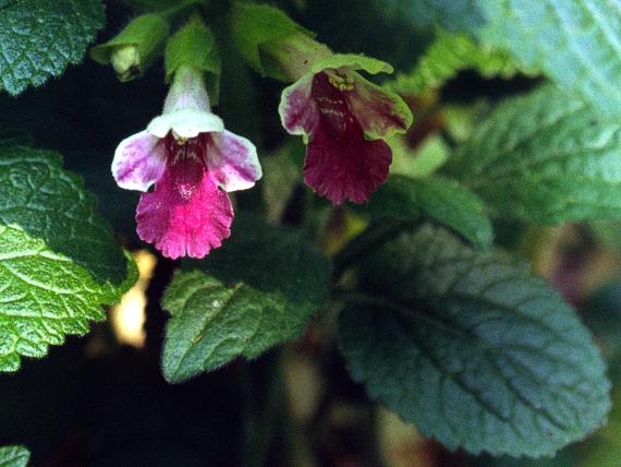 medúnka medovkolistá Melittis melissophyllum L.