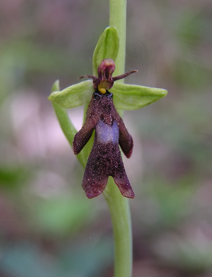 hmyzovník muchovitý - tořič hmyzonosný Ophrys insectifera  L.