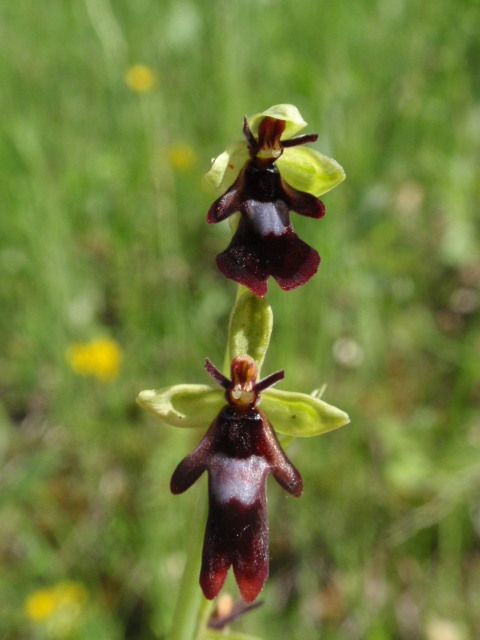 hmyzovník muchovitý Ophrys insectifera L.