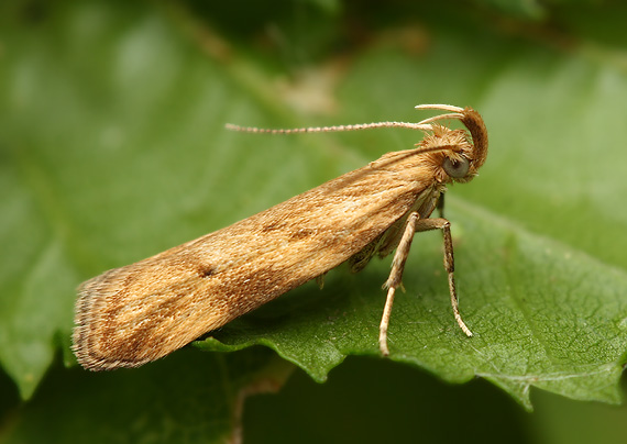 zdobka zvončeková Orophia ferrugella