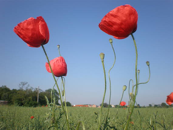 mak vlčí Papaver rhoeas L.