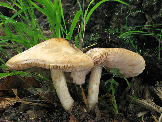 štítovka jelenia Pluteus cervinus (Schaeff.) P. Kumm.