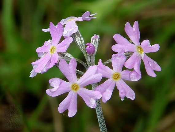 prvosienka pomúčená Primula farinosa L.