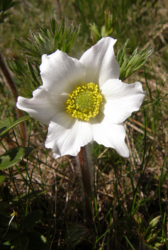 poniklec biely Pulsatilla scherfelii (Ullepitsch) Skalický