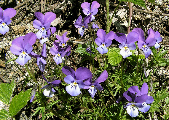 fialka dácka Viola dacica Borbás